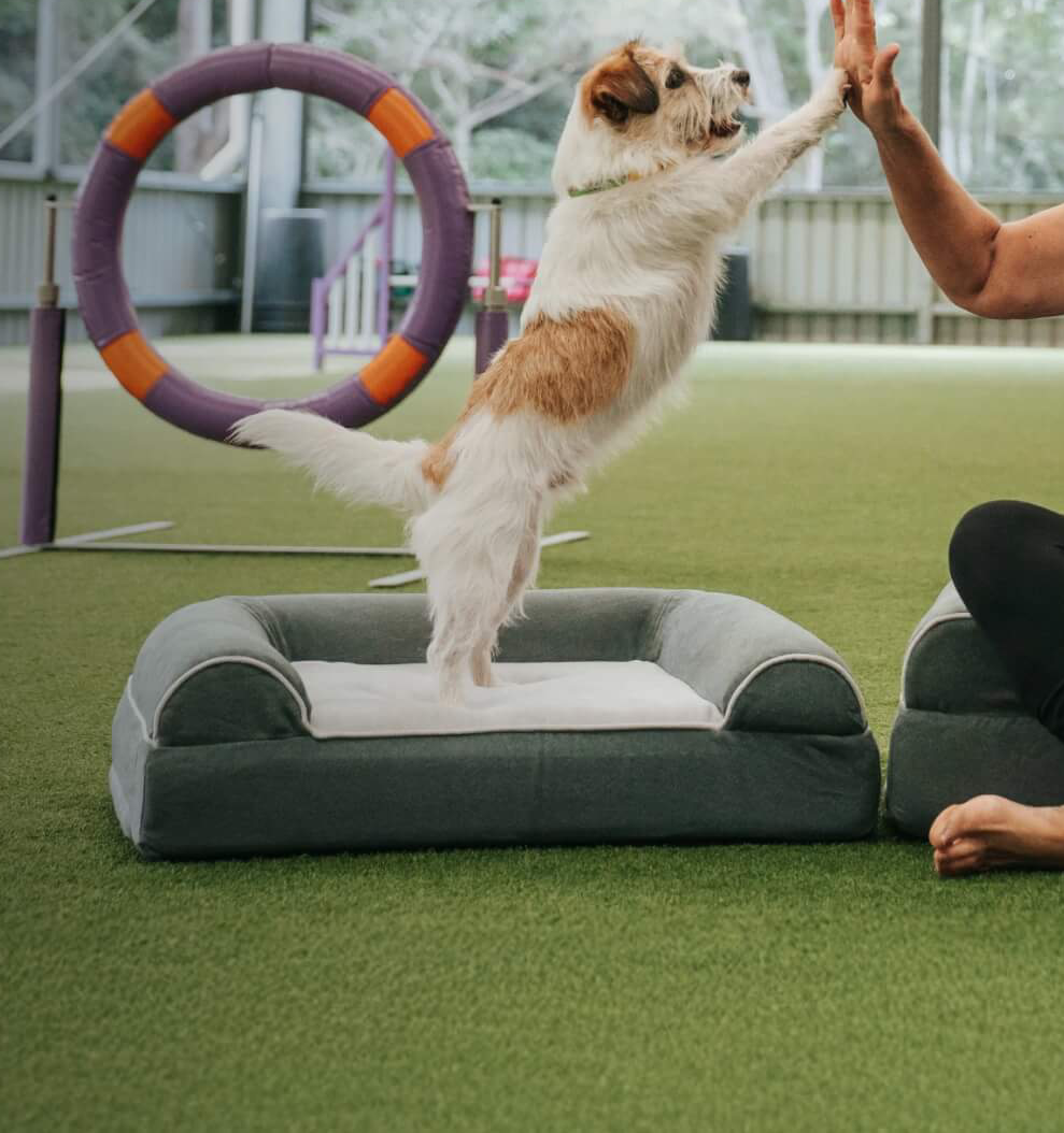 Dog Cloud Beds Shopify store